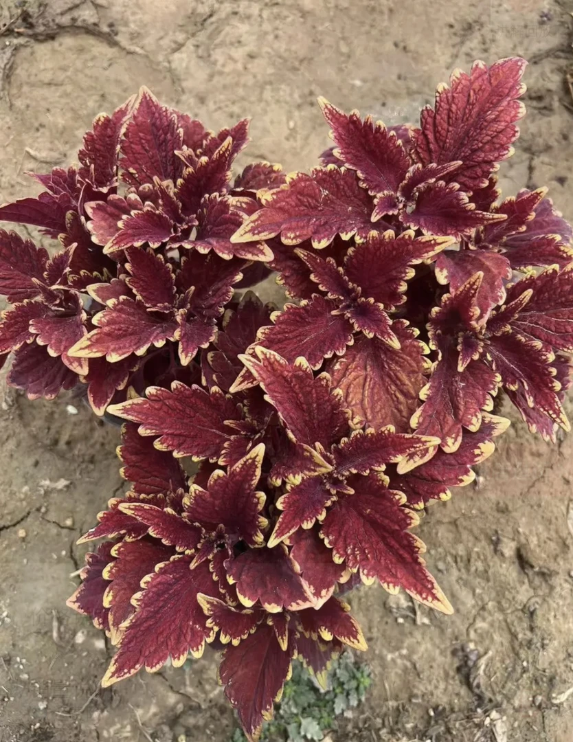 五彩苏金边火焰红彩叶草盆栽地栽耐热耐晒植物