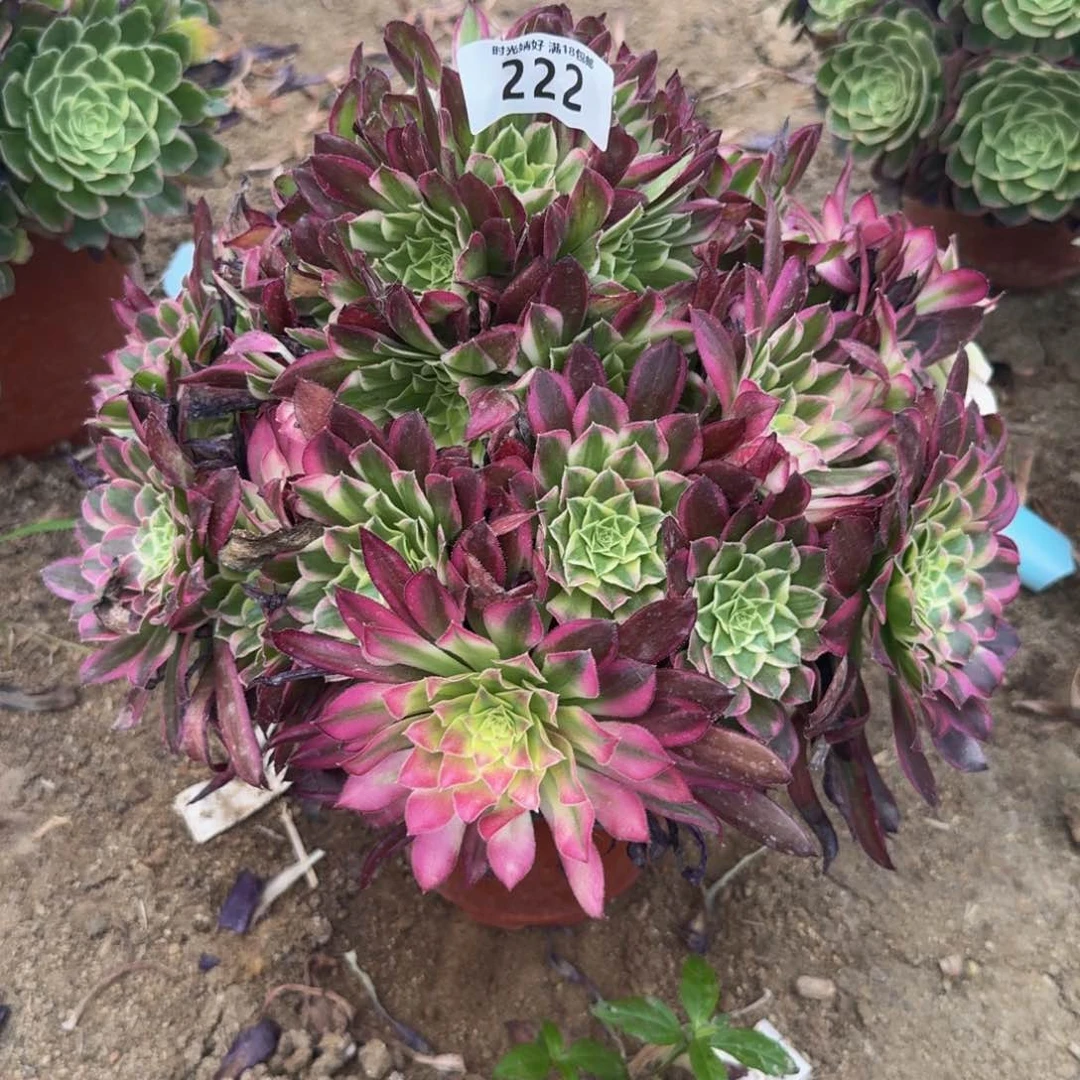 小****乎222天和。多肉植物