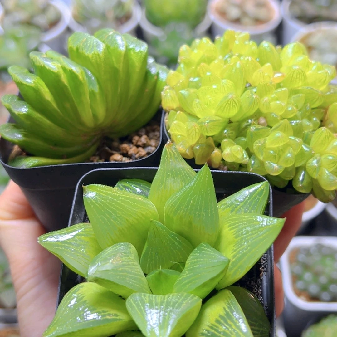 玉扇+草水晶群+帝王寿