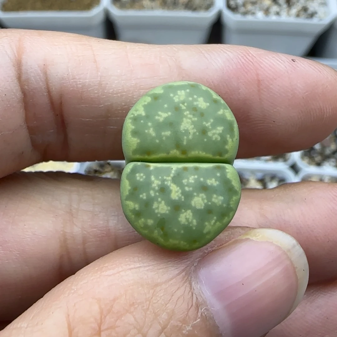 290绿色神笛清框福利30包邮