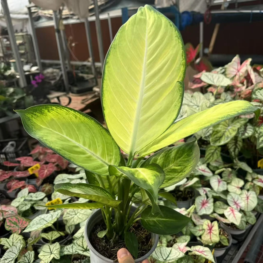 【大叶玛丽安】万年青室内盆栽好养活可净化空气