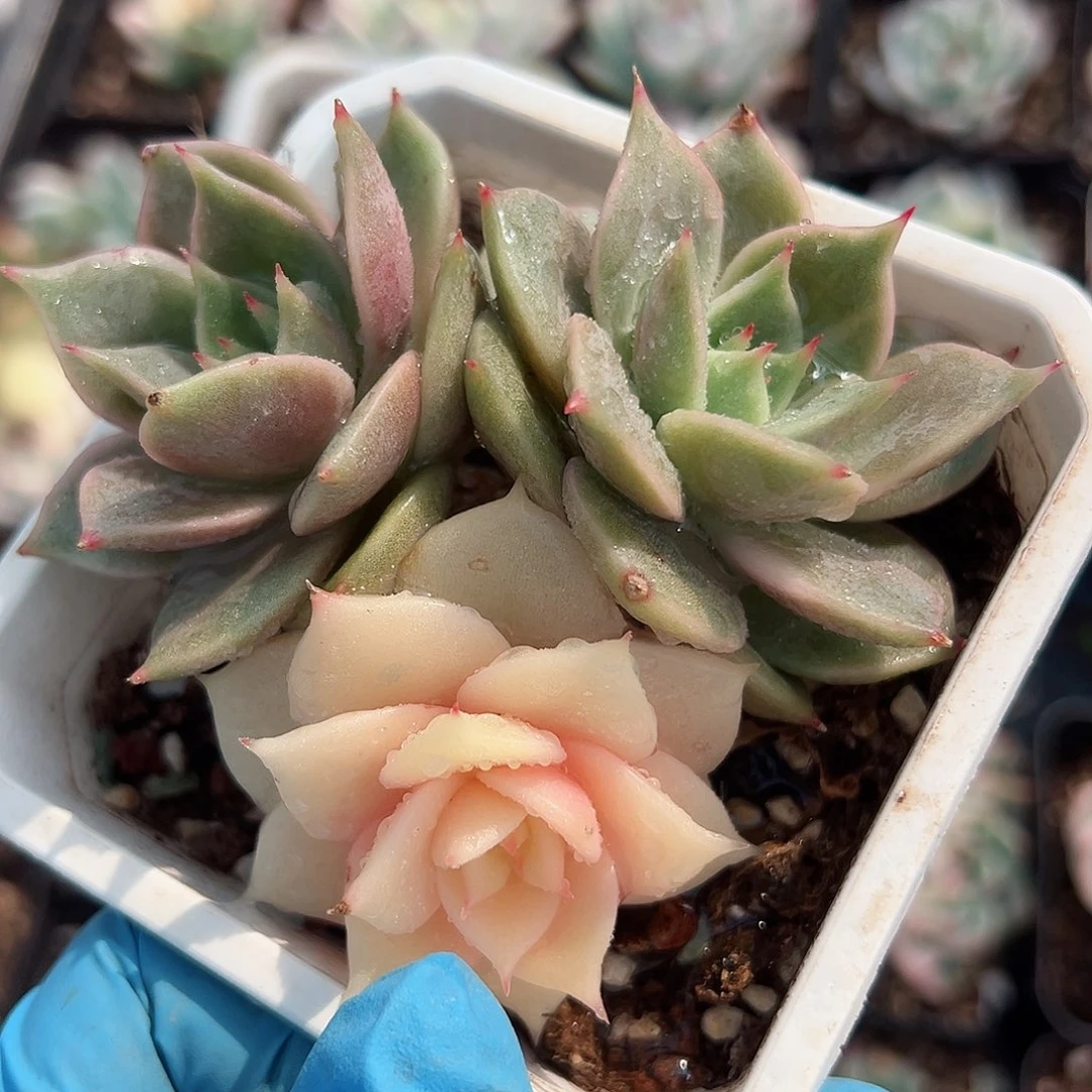 贝加尔湖锦，阴阳锦