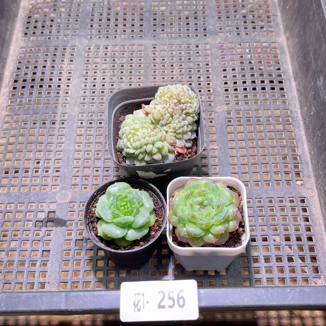 花利美1-256框拍3颗