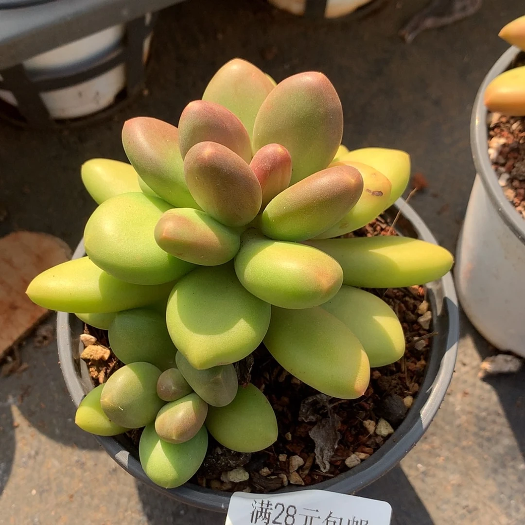 【闪购商品】云199号