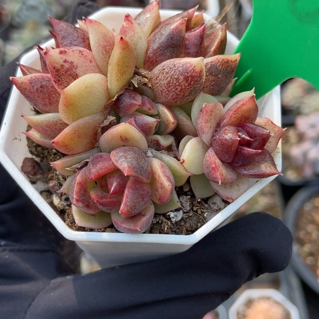 603水晶玫u瑰多肉