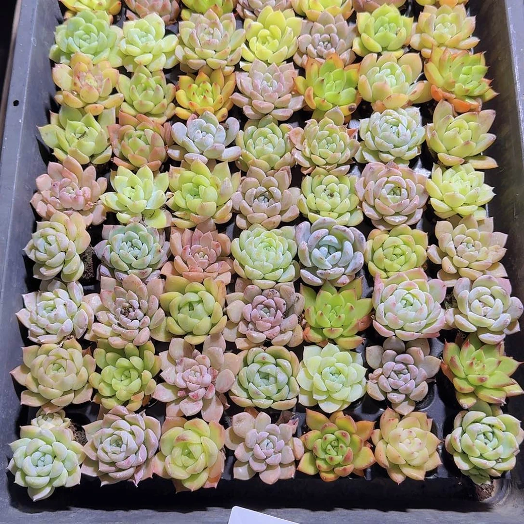 26直播福利一物一拍