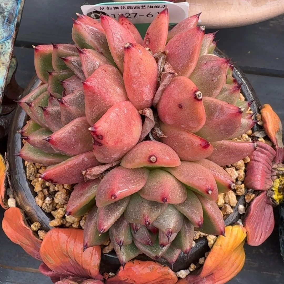 从前慢多肉精选编号1227.61