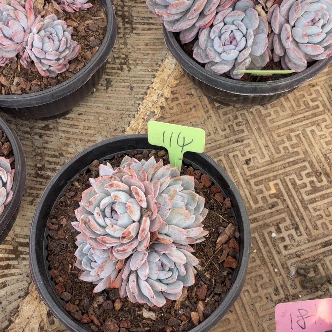 浅***笑星影缀化多头群生114