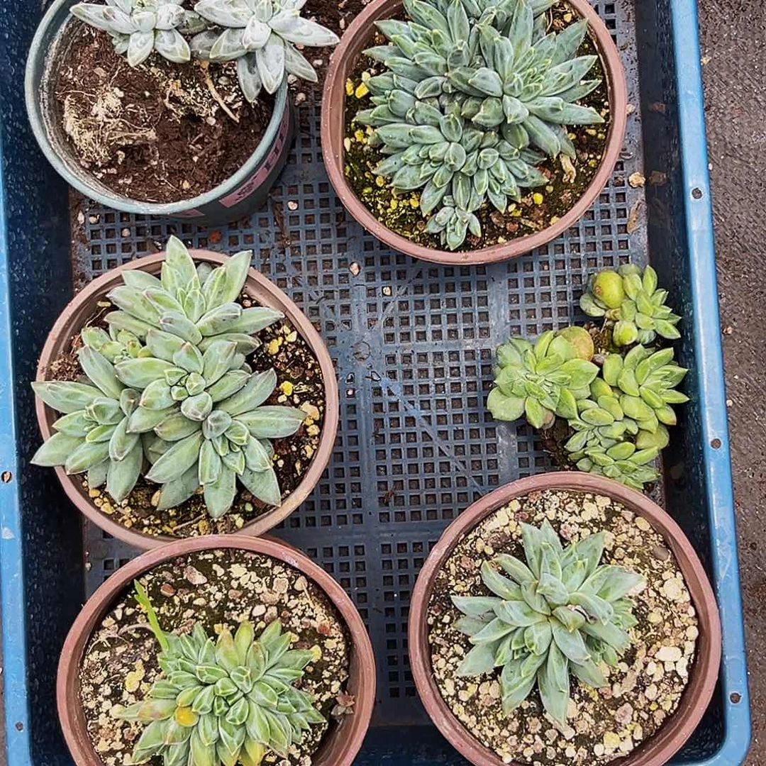 6颗美人系列多肉植物