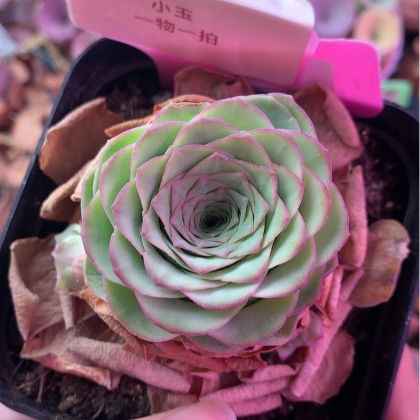 【闪购商品】小玉575