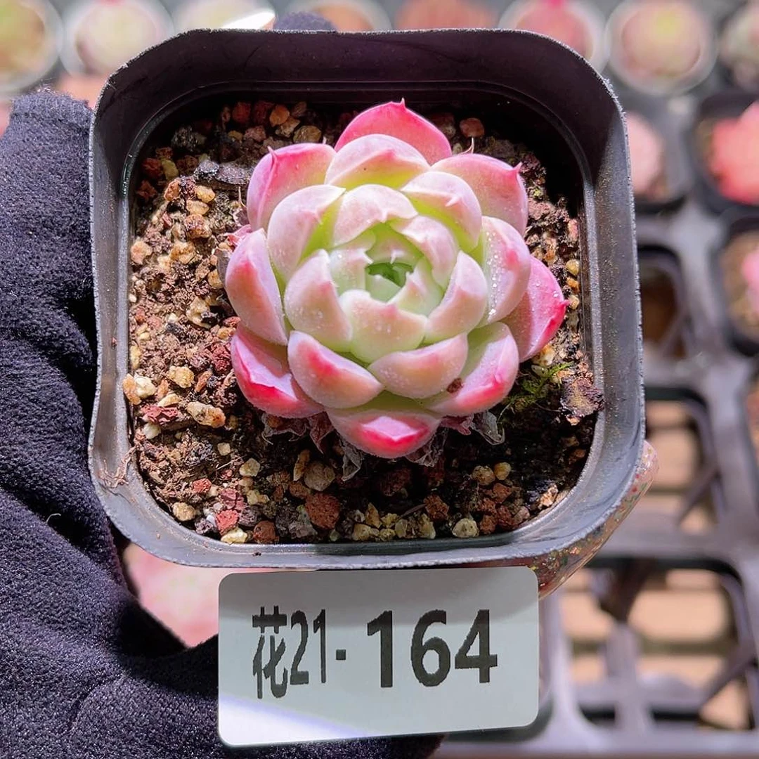 花利美21-164海棠花