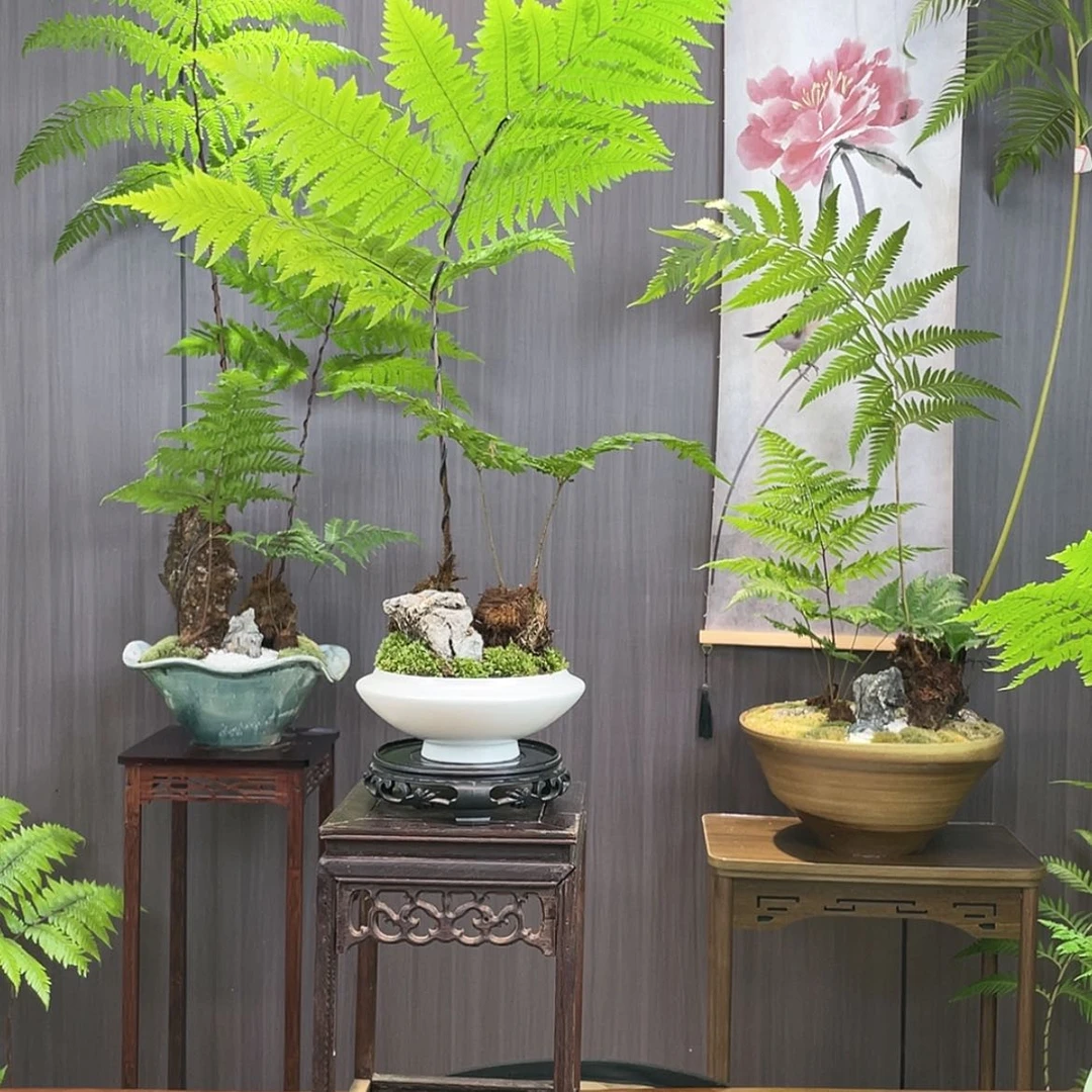 【闪购商品】全部花朵活**彩蕨