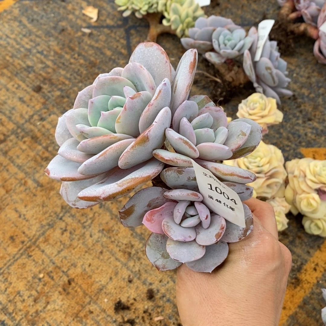 奶茶群生多肉多肉004