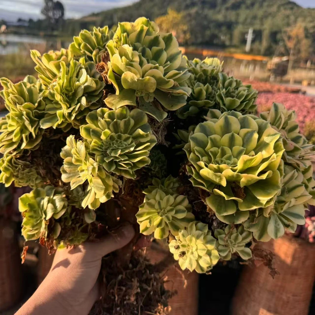 零花钱多肉   地栽迈巴赫法师缀化     多肉植物