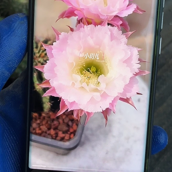 夏沫侧芽歪6公分满18包邮