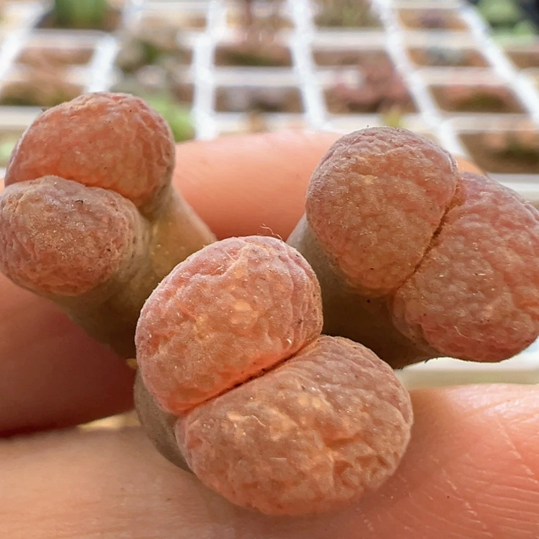 美风铃 肉锥植物