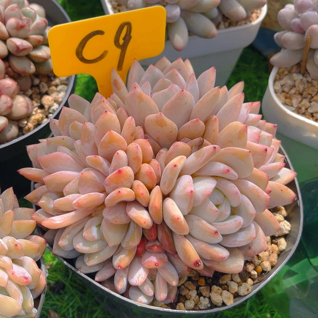 静***开C9fghhjjjjhhhjnn