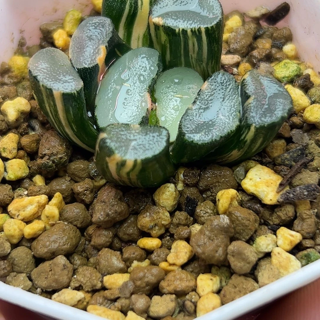 透镜巨大化锦十二卷