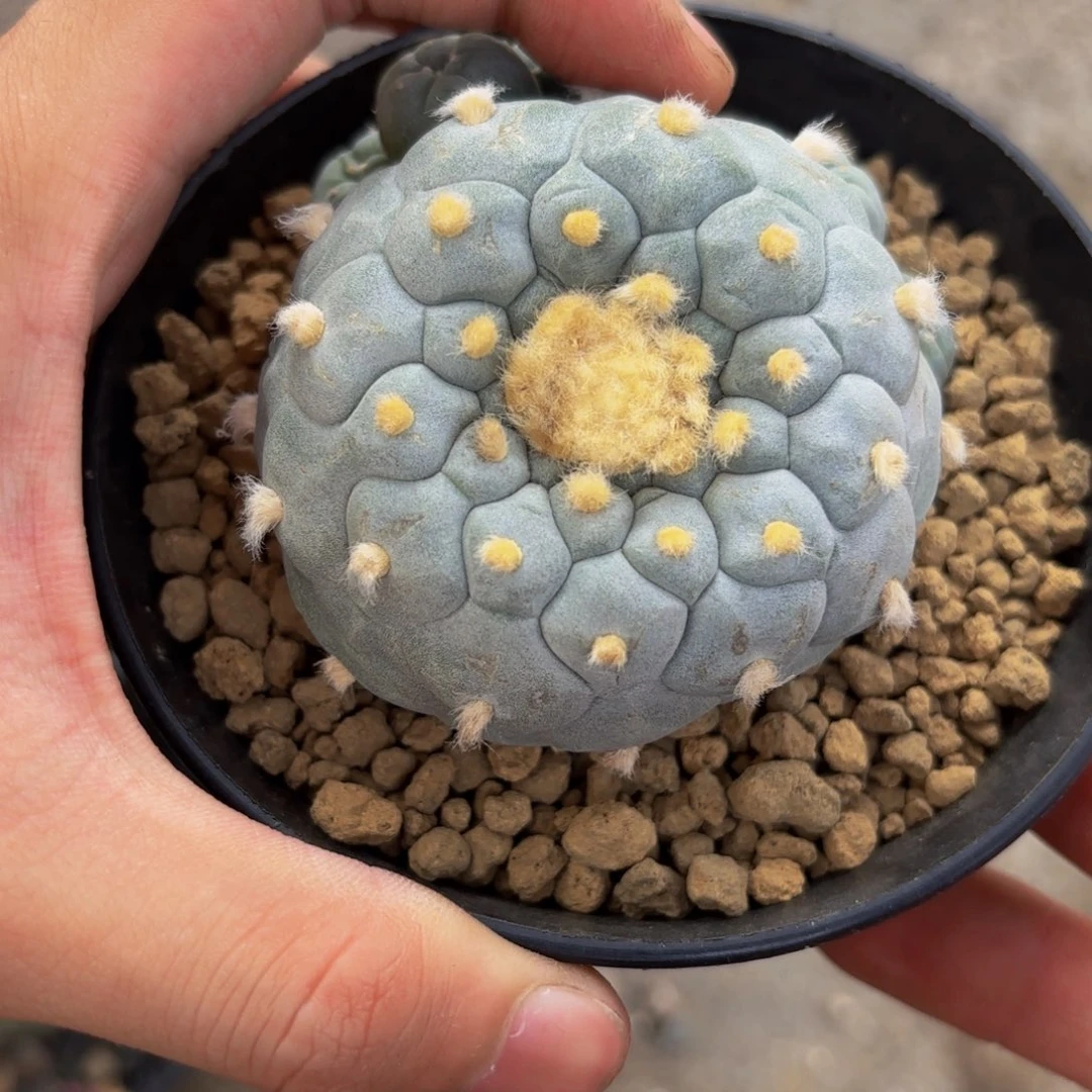 G628换这个g g g g g