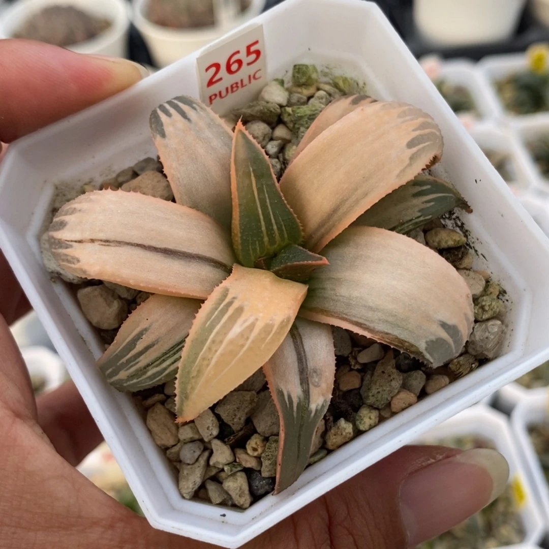 265糊斑芭提雅锦一物一拍