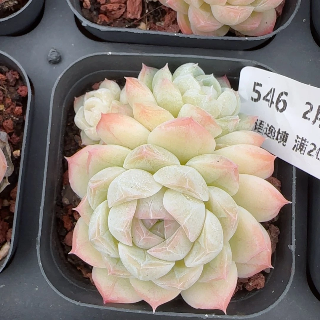 花语逸镜0214-546