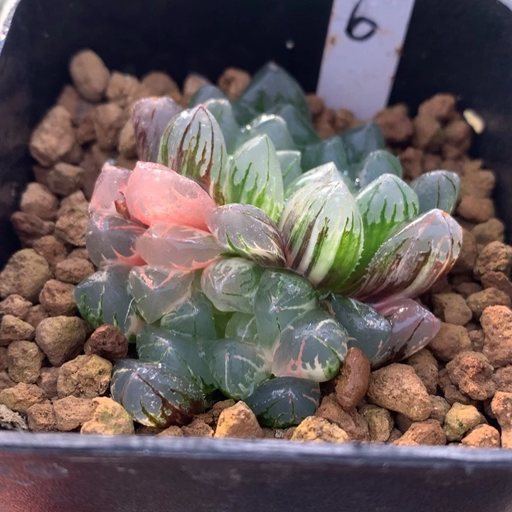 水晶灯玉露锦，带盆一起