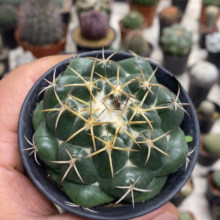 实生安宅象牙特价