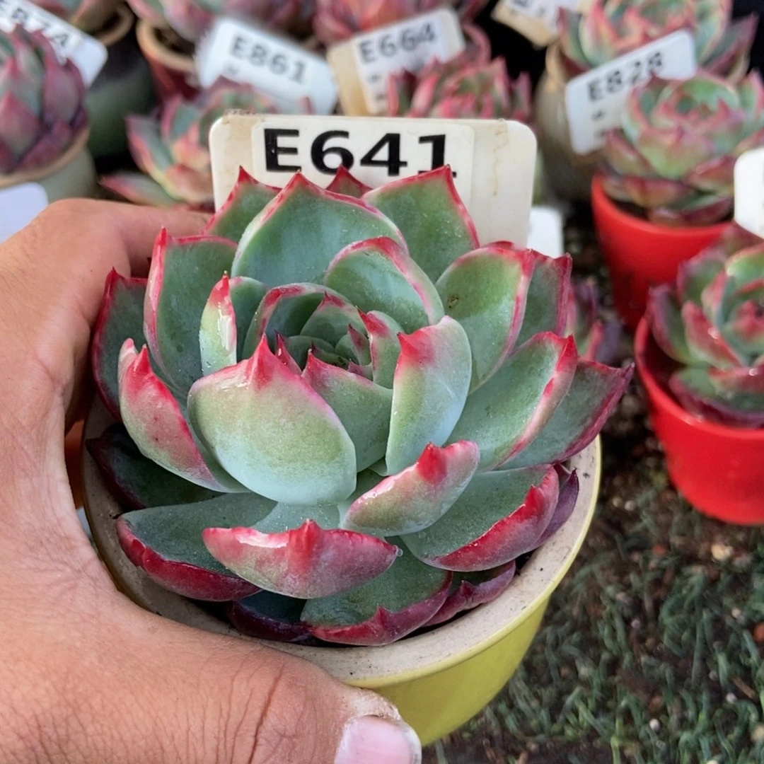 惊鸿一瞥641号楼多肉