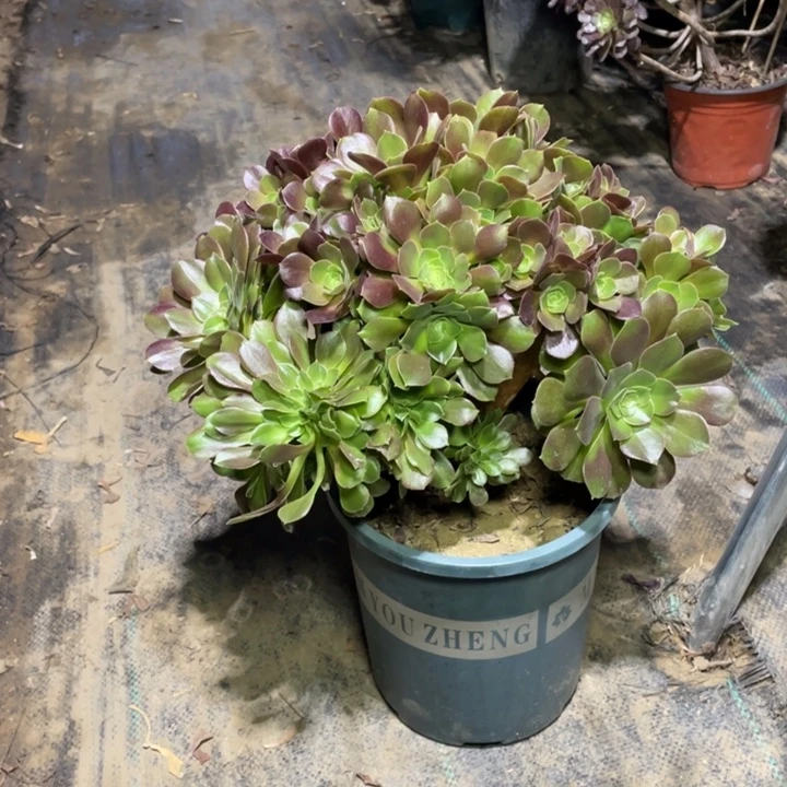 19玫瑰缀多肉植物多肉多肉