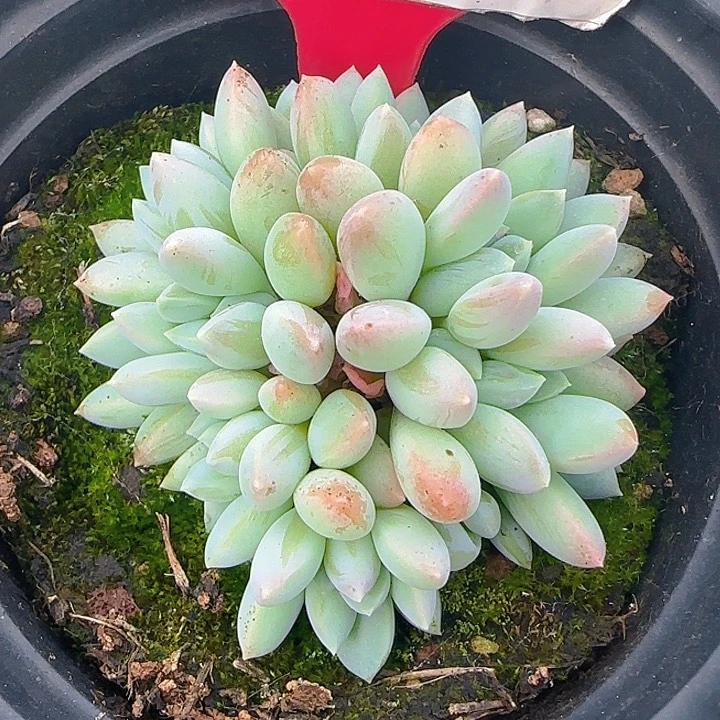 彩体奶糖1771多肉植物