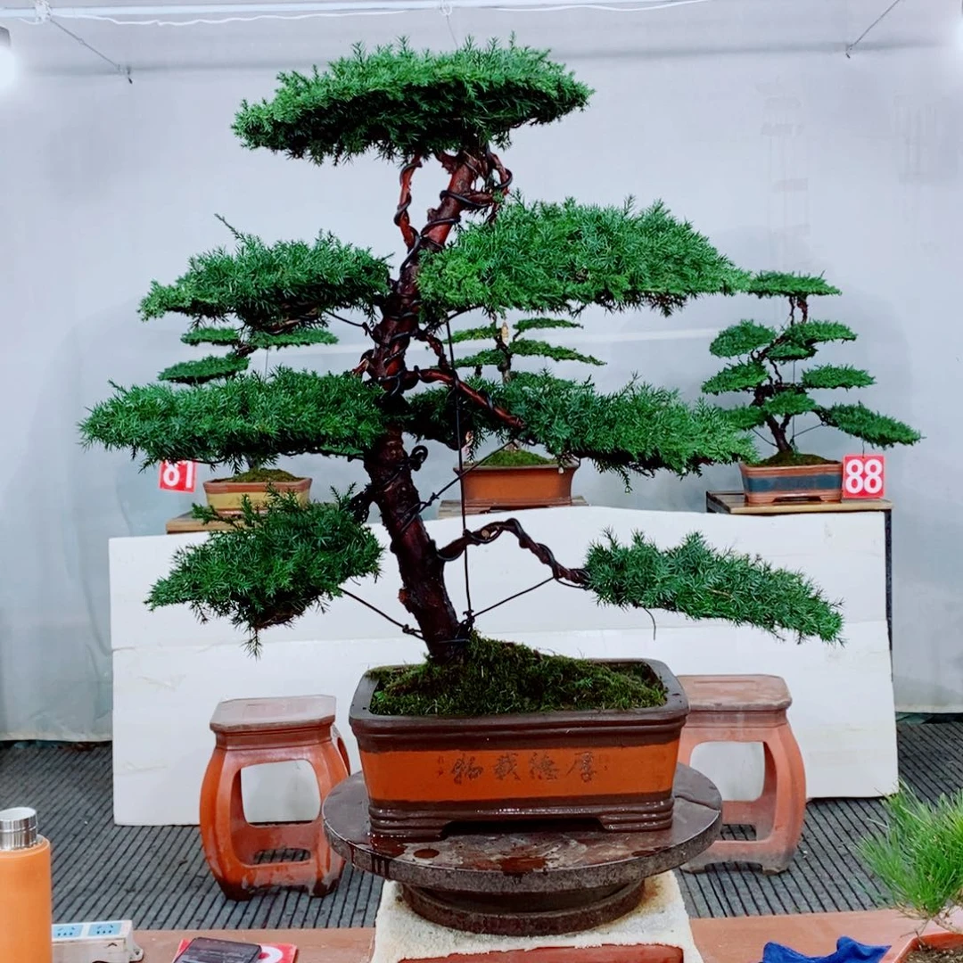 原生龙爪松盆景盆栽