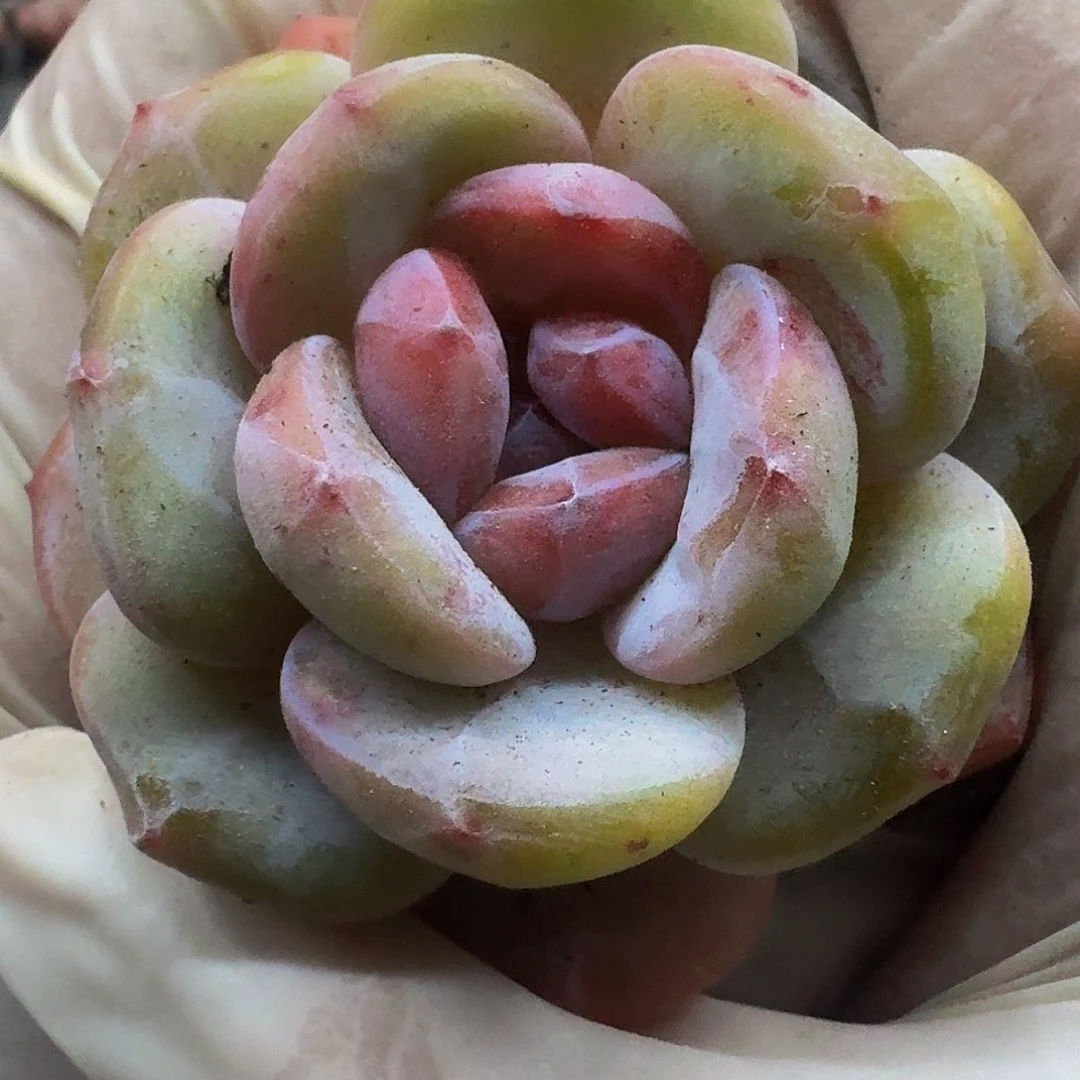 买***停哈哈哈哈哈哈哈哈哈哈