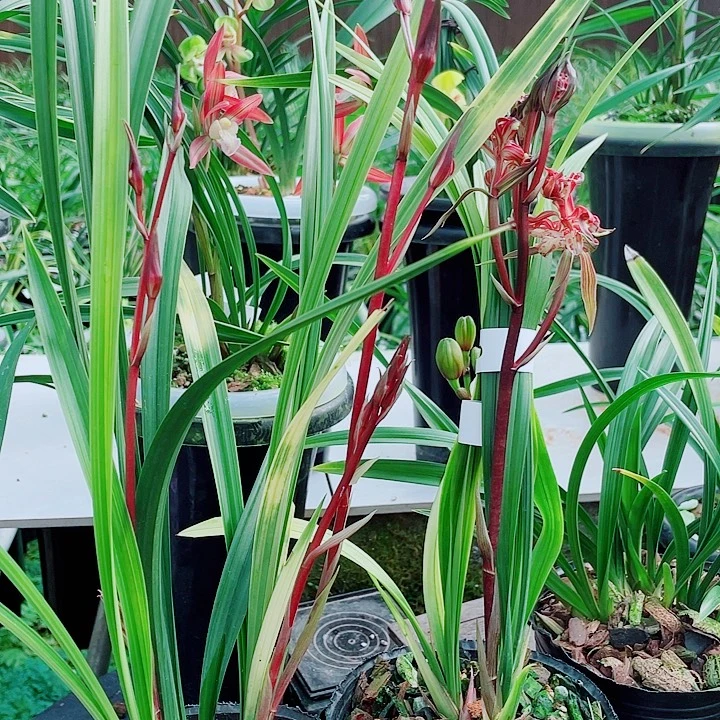 云***花完全开放一物一漂亮