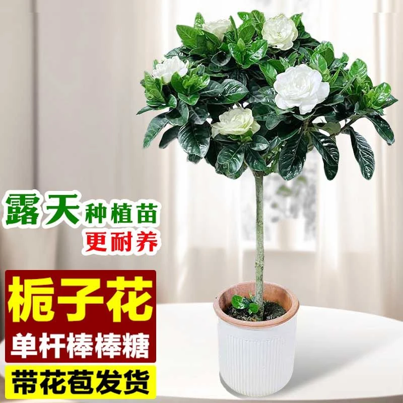 【露天种植苗】大叶独杆棒棒糖牡丹栀子花盆栽绿植独杆大叶