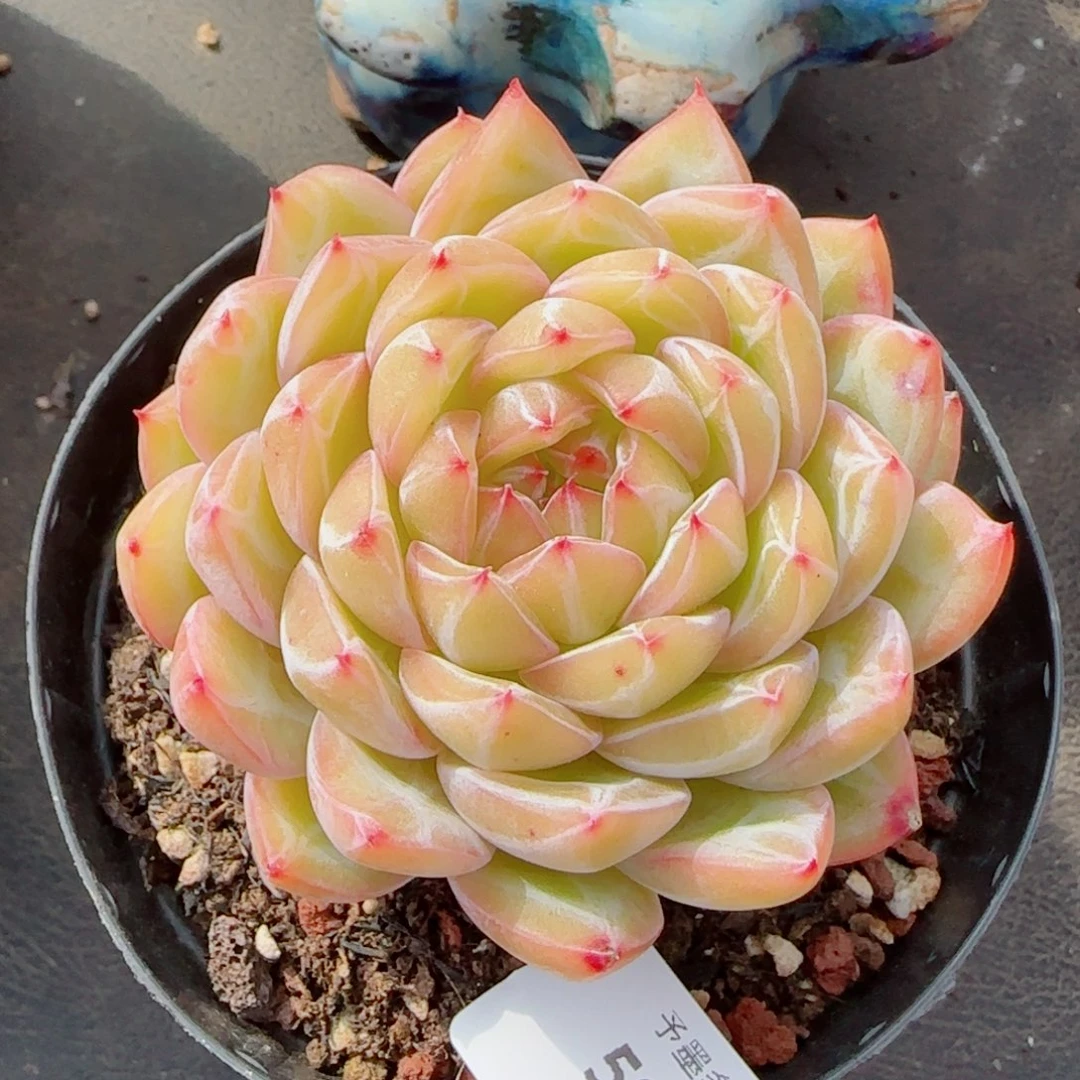 雪花珍妮，5964多肉植物