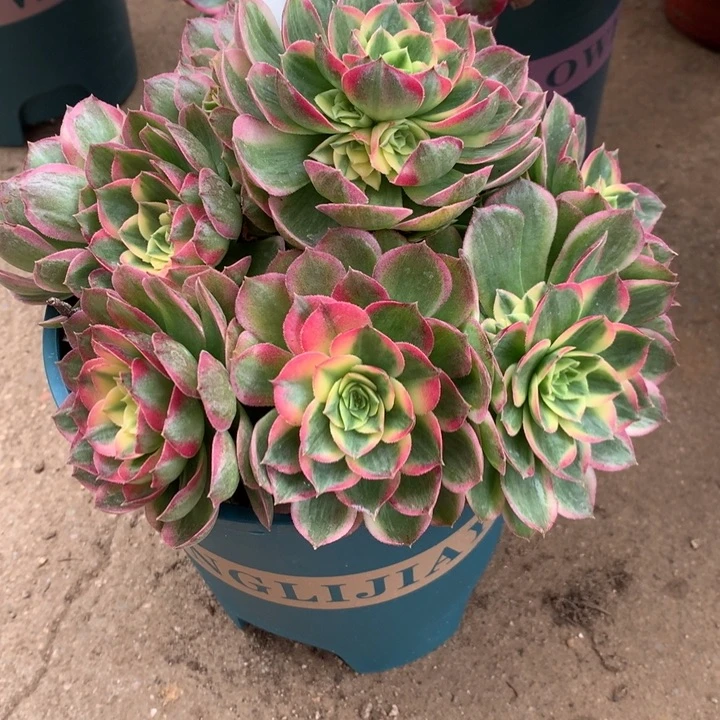 玲**阁161海王多肉植物