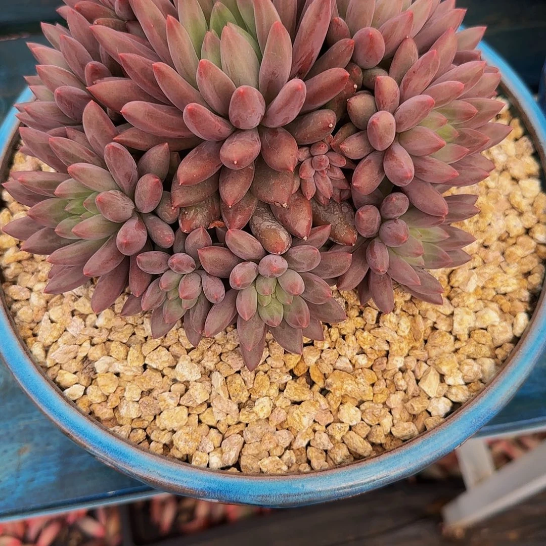 糖***子多肉植物美人系列