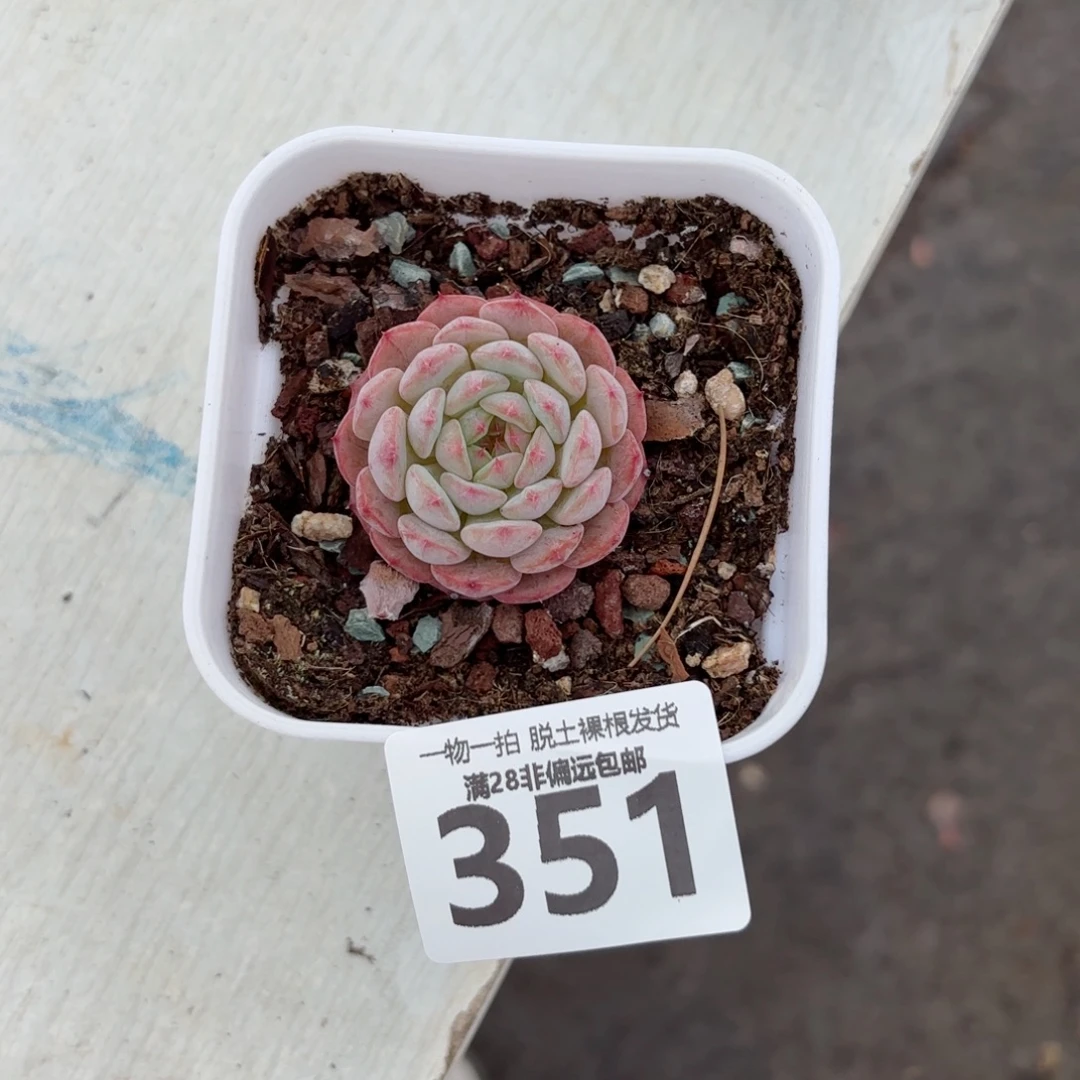 白胖子缀化无盆土发货