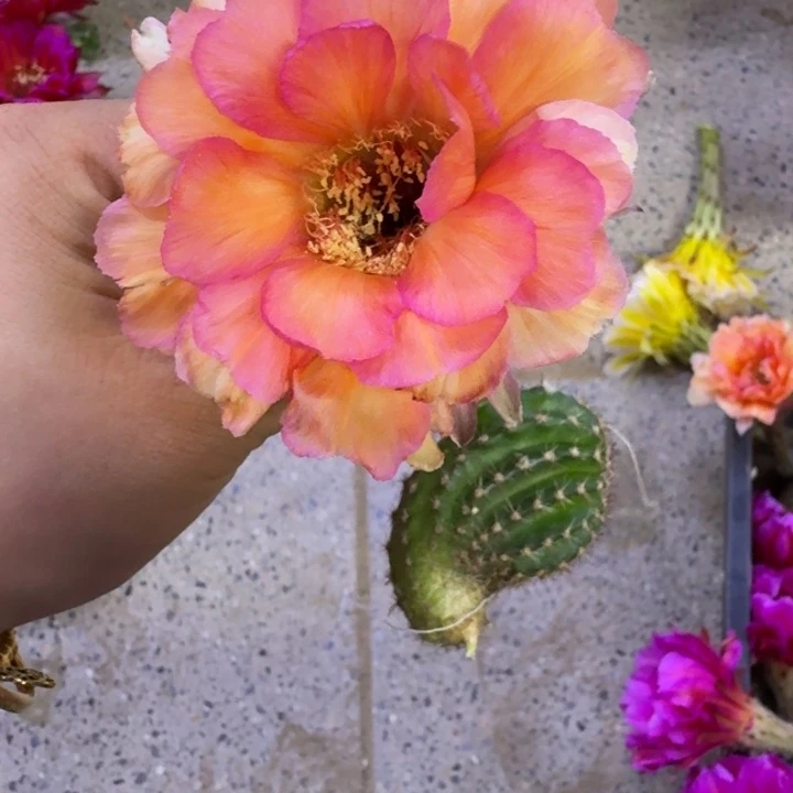 348彩草老萤火虫歪无根侧牙4公分左右，20包邮