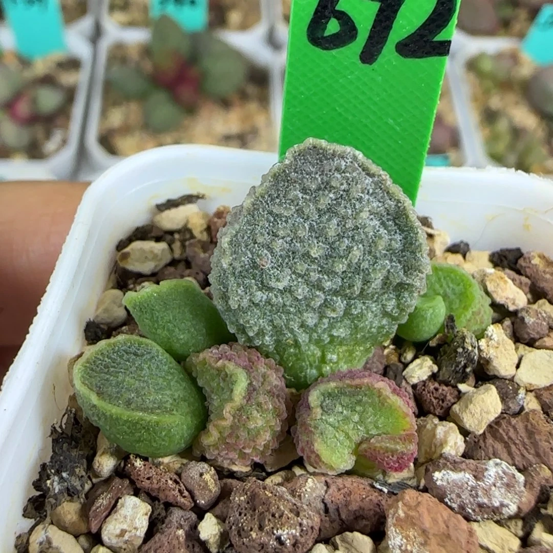 编号672叶插，四方盆发