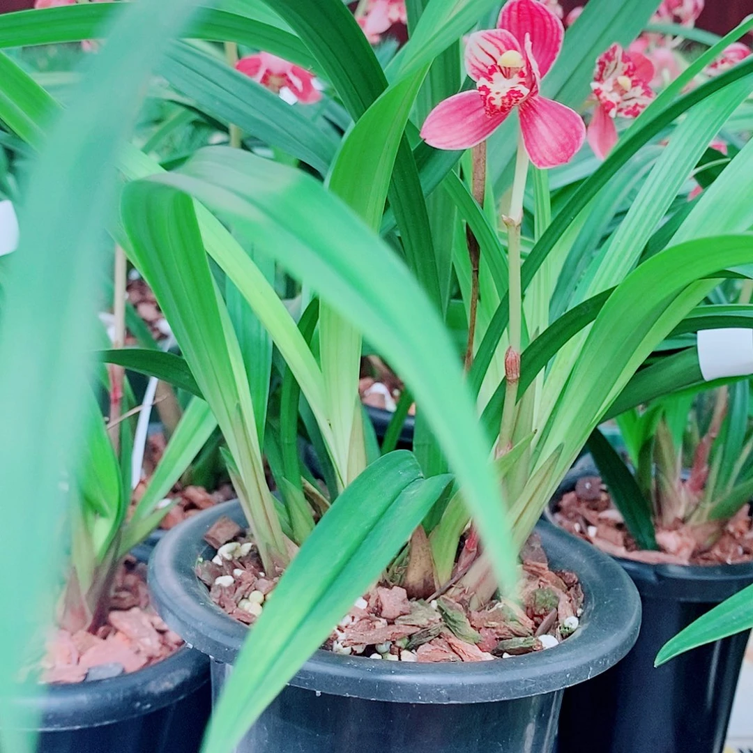 陈***五全部花苞一物一拍漂亮开花