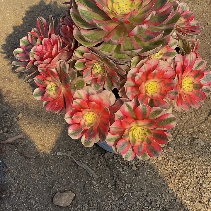 冰****多肉植物倾城294多肉