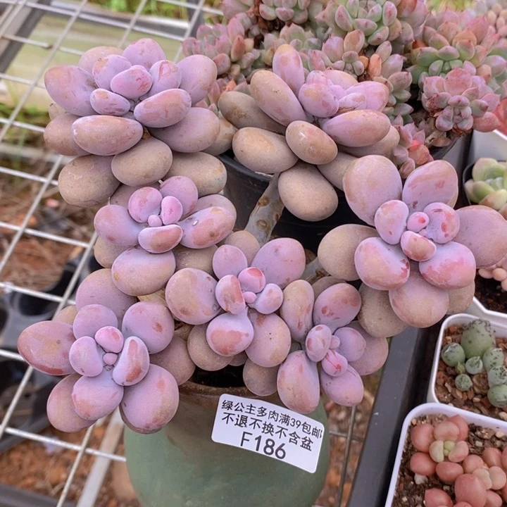 大花球腰子桃蛋14cm186多肉植物