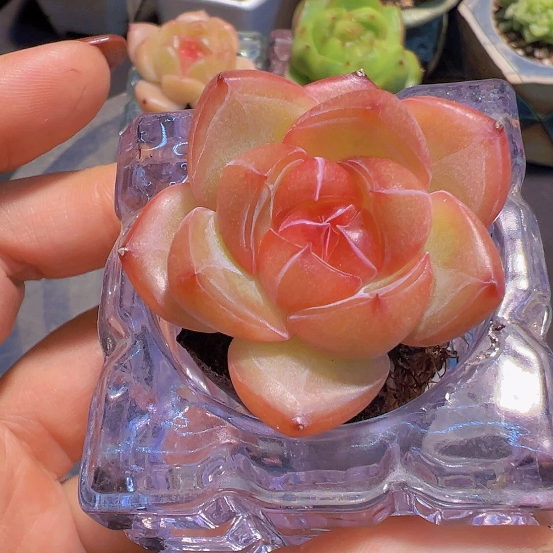 拒**虑新品，多肉植物，