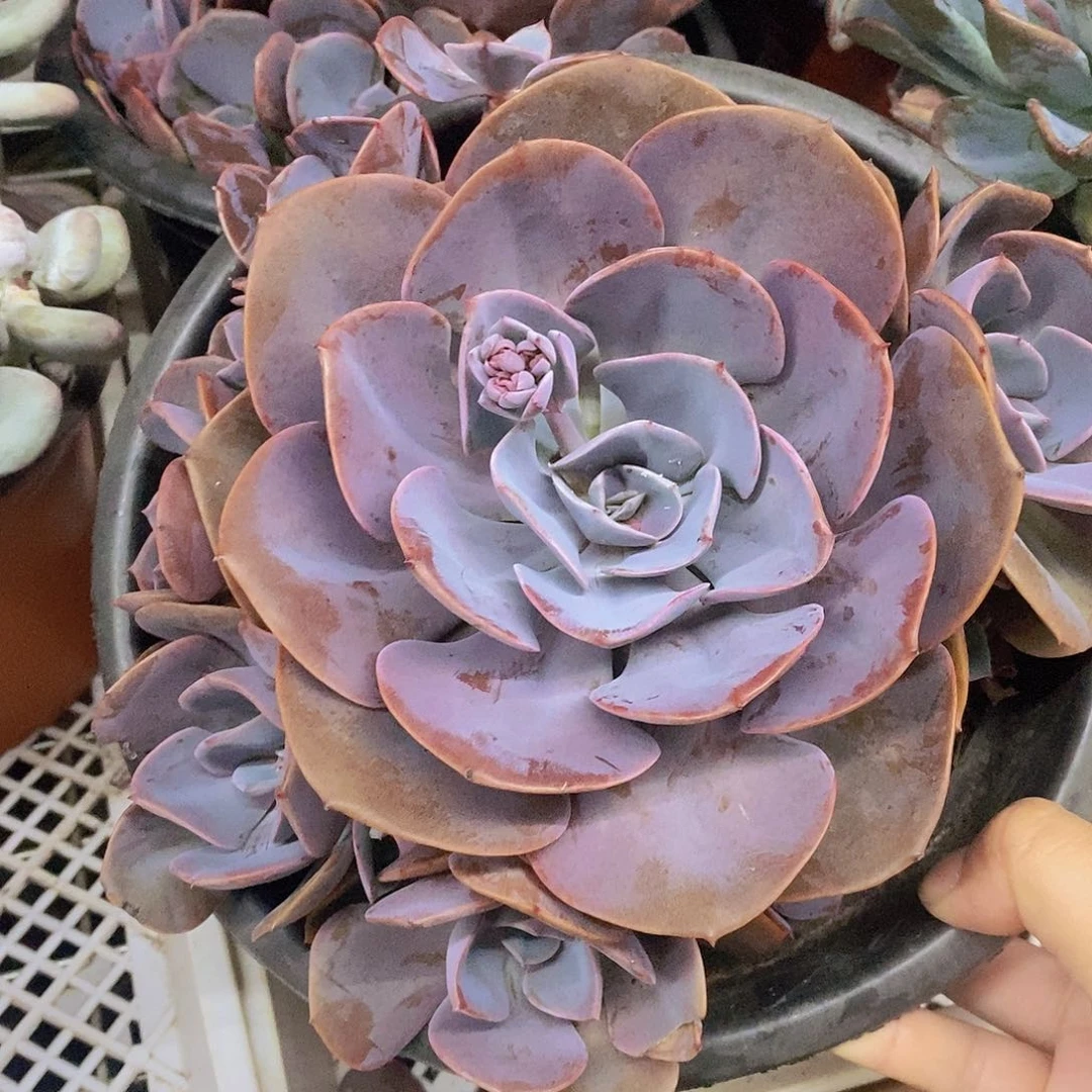 尘埃玫瑰大单头带仔六头起发