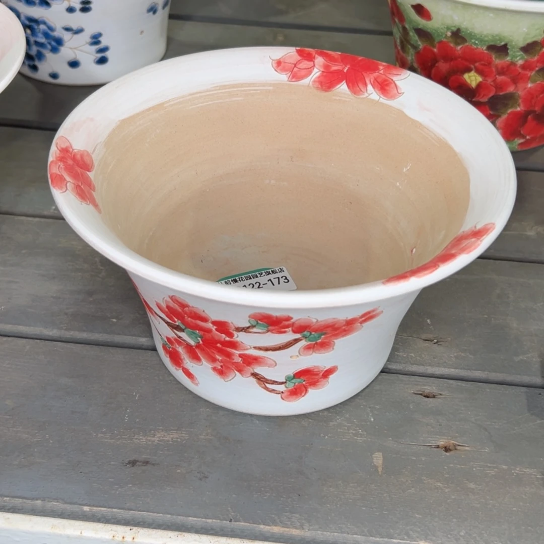 约**德多肉精选编号0122.173