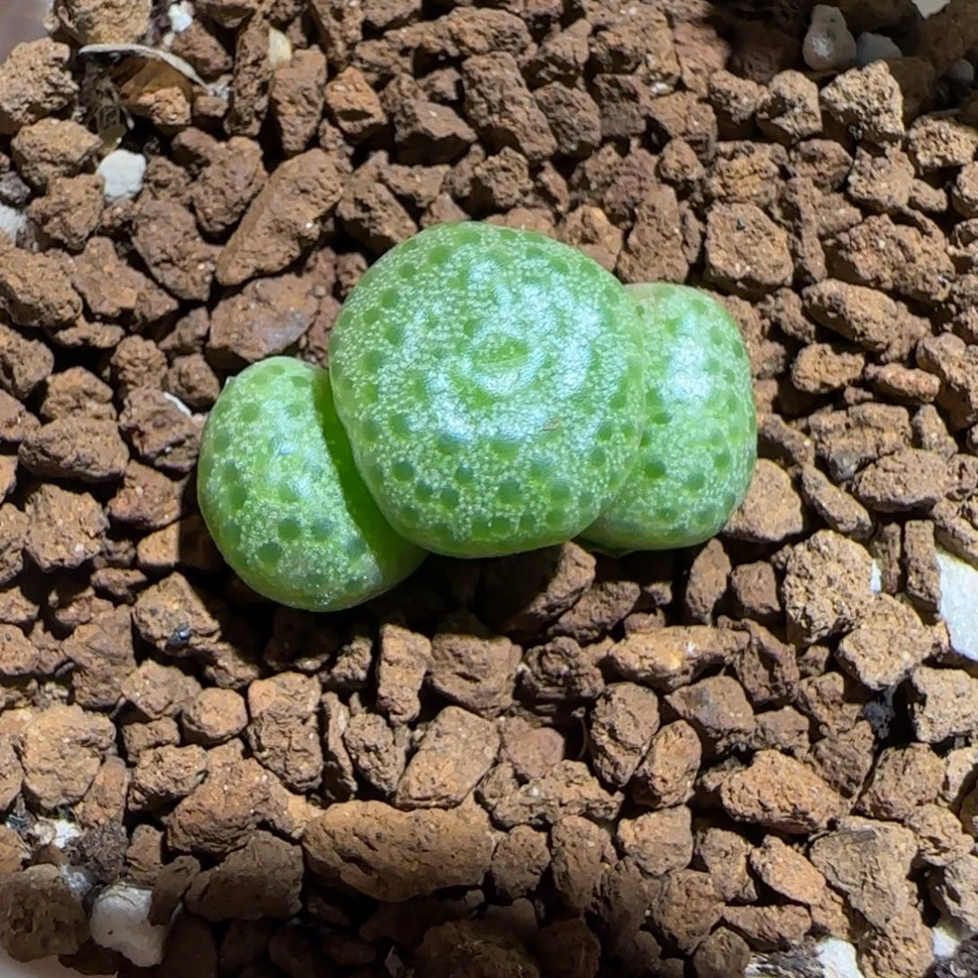 肉锥多肉植物组合-青团1174