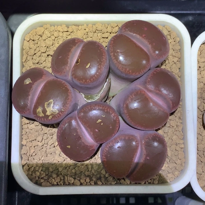 精品多肉植物精品多肉