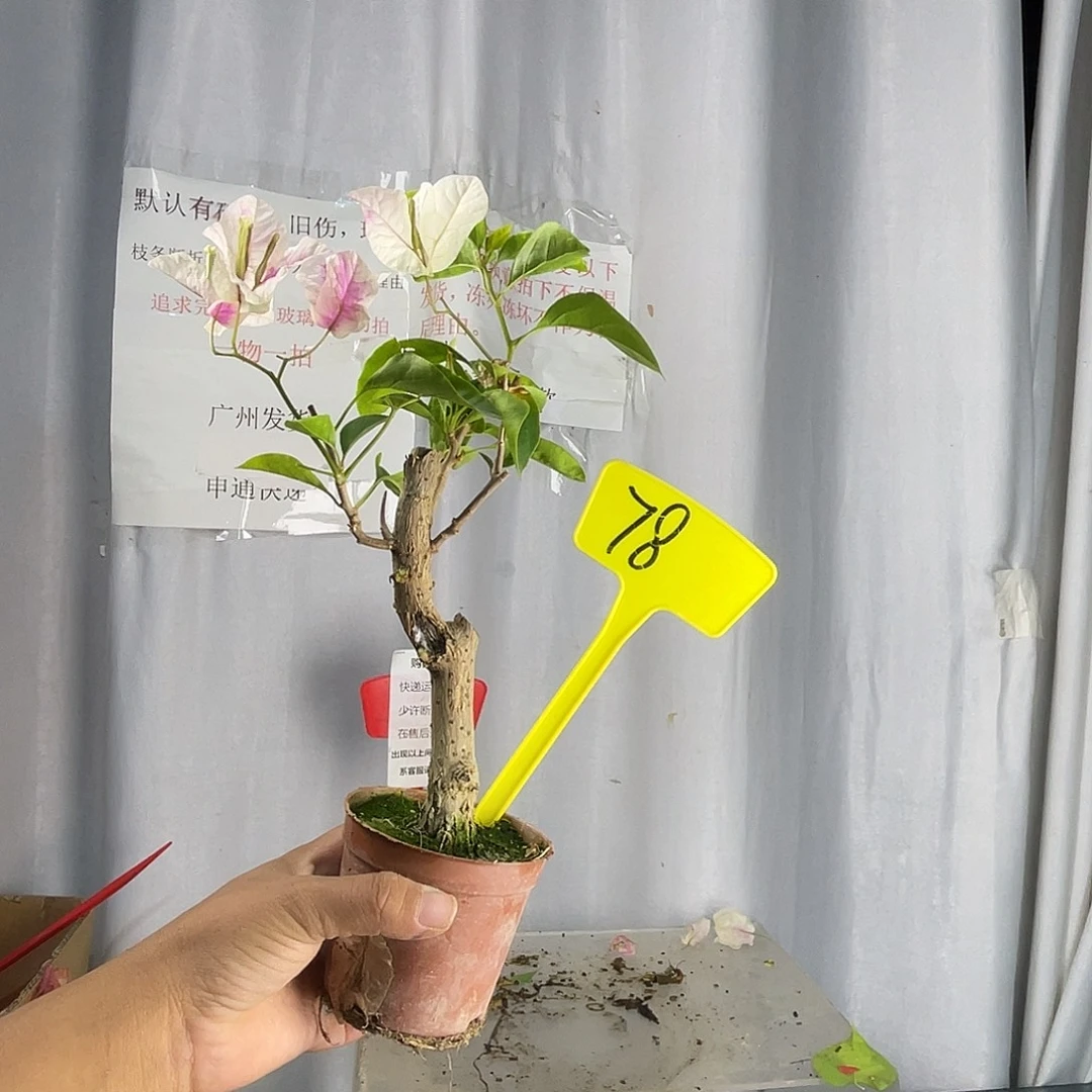 当前无花栽培后可以开花78章红樱掌中宝