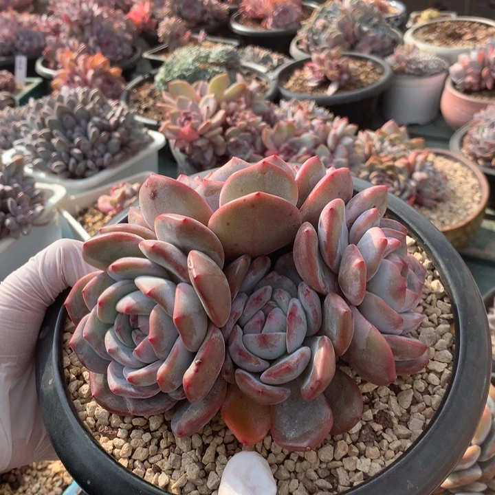 爱自己花花花花花花花花